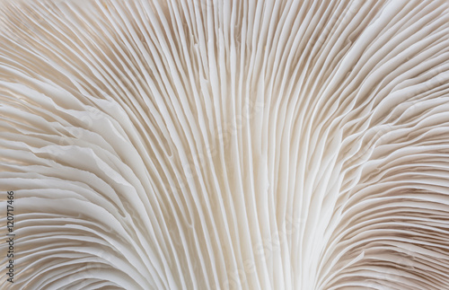 abstract background macro image of mushroom, Sajor-caju Mushroom