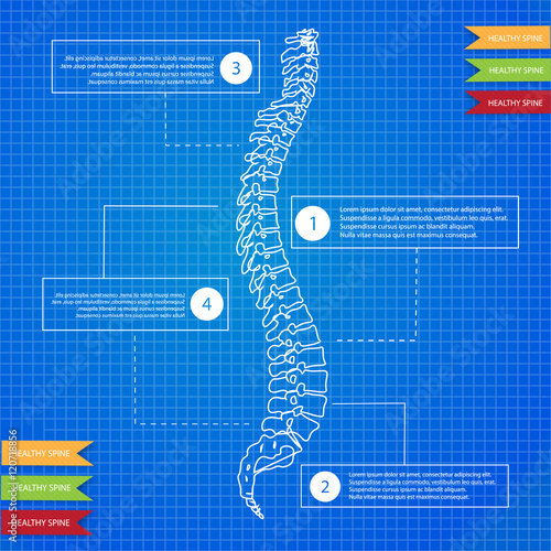 Beautiful timeline infographic medic spine human on the blueprint background. Clean and elegant style