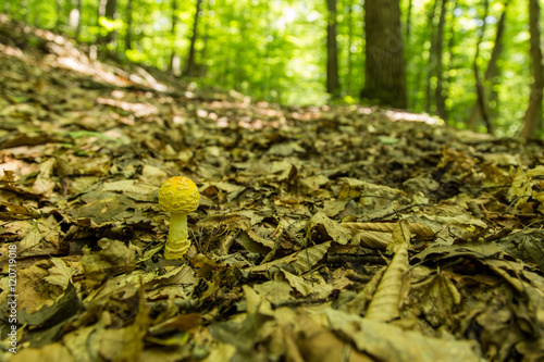 Amanita muscaria var. guessowii photo