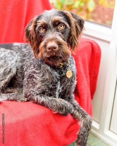 Purebred German wire-haired pointer