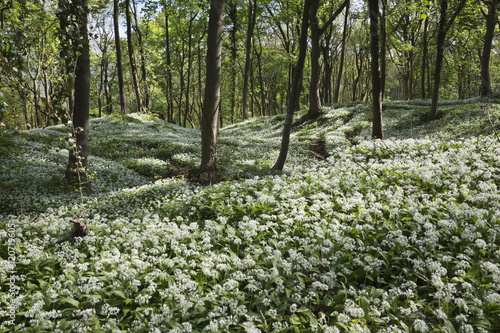 Wild garlic in deciduous woodland, near Chipping Campden, Cotswolds, Gloucestershire photo