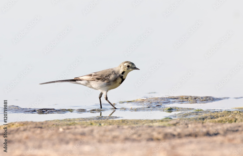 Grey wagtail walking near the water - grote gele kwikstaart - motacilla cinerea Grey wagtail walking near the water - grote gele kwikstaart - motacilla cinerea