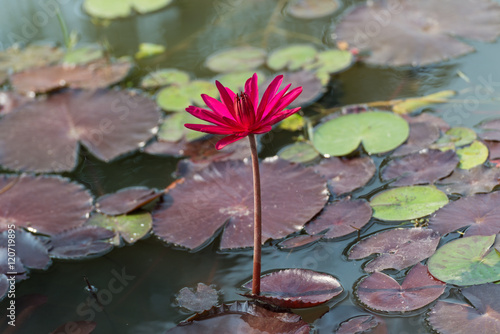 Pink tropical  waterlily in the water