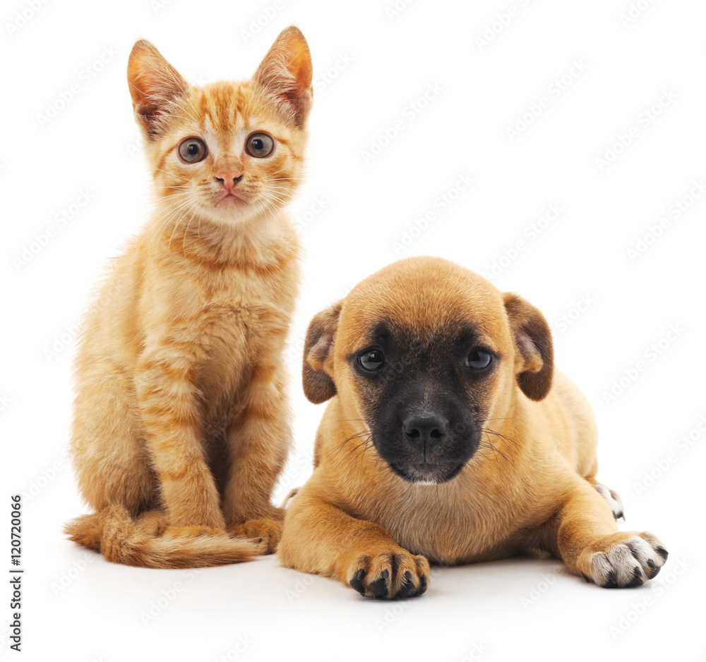 Red cat and puppy.