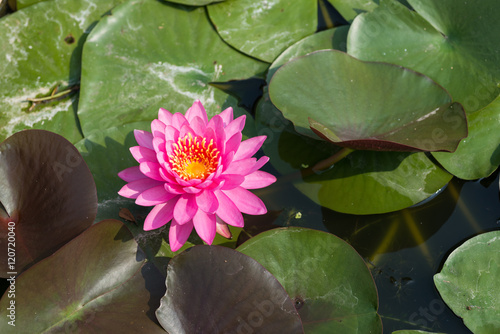 Pink tropical  waterlily in the water.