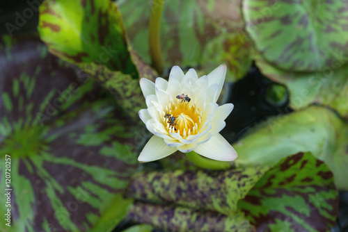 White tropical  waterlily with bee in the water