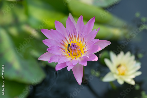 Pink tropical waterlily with bee in the water