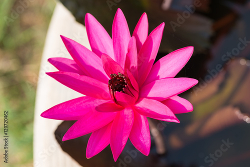 Pink tropical  waterlily in the water