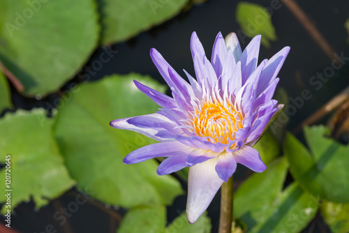 Purple tropical  waterlily in the water