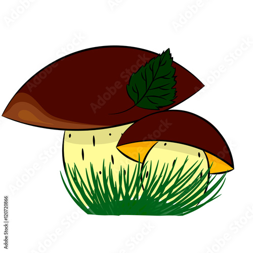 wild mushrooms on a white background