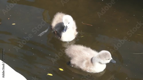 Swan and her Babies