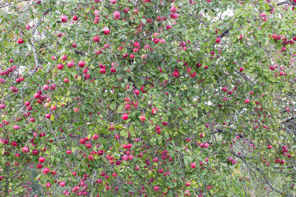 Tree with many red apples closeup
