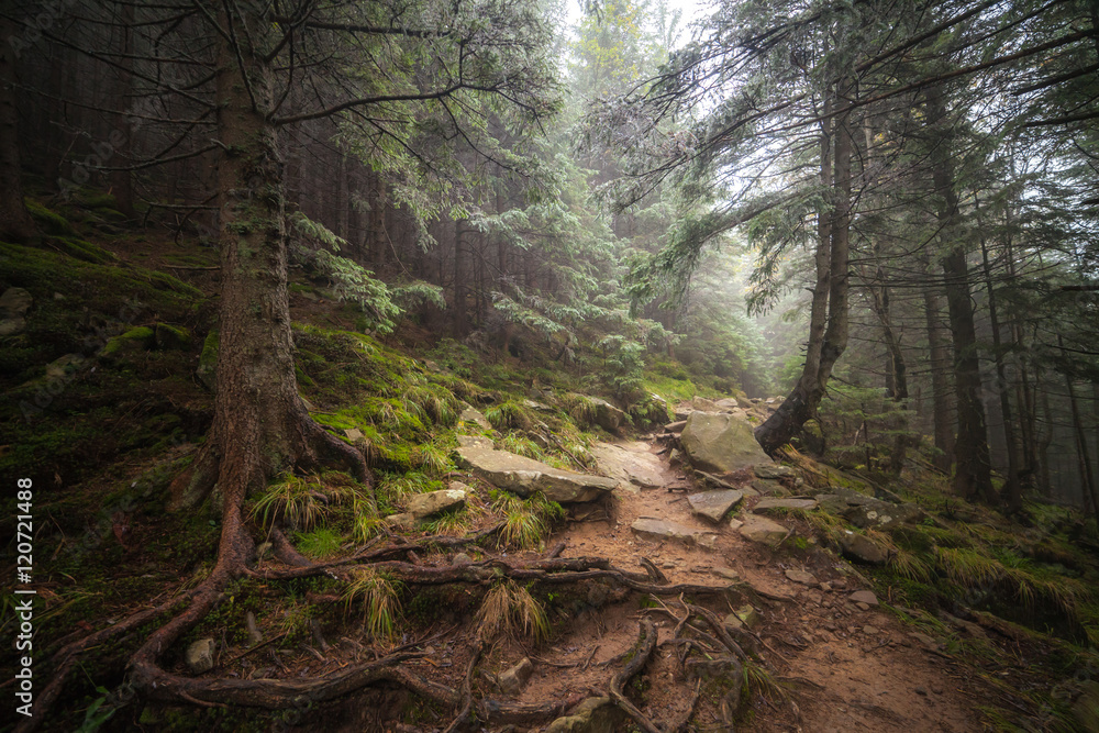 Fototapeta premium misty forest after rain