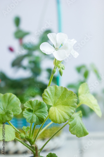 White pelargonium flower, geranium, known as storksbills, home plant