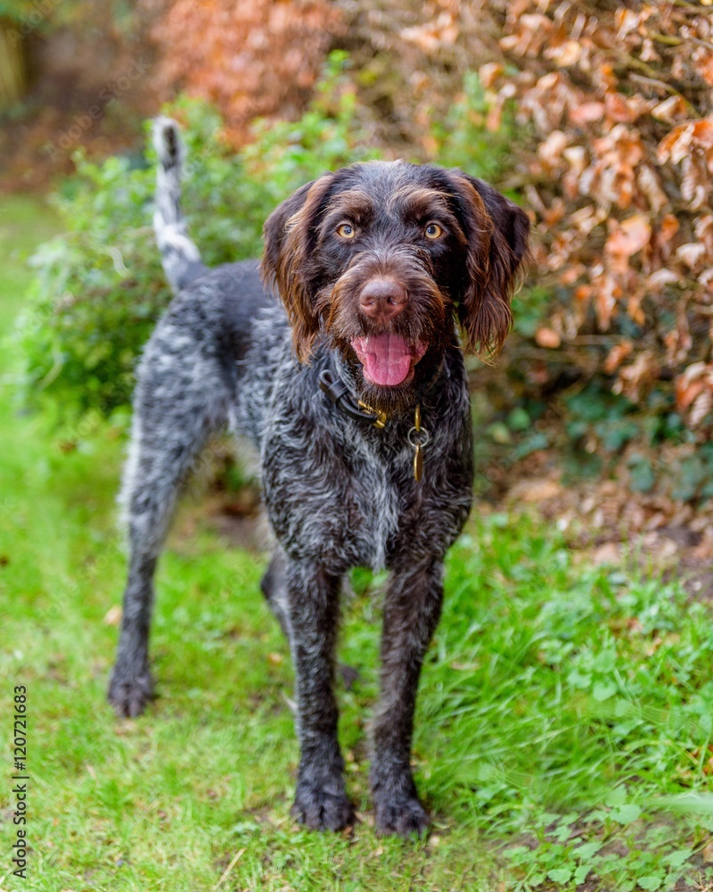 Purebred German wire-haired pointer Purebred German wire-haired pointer
