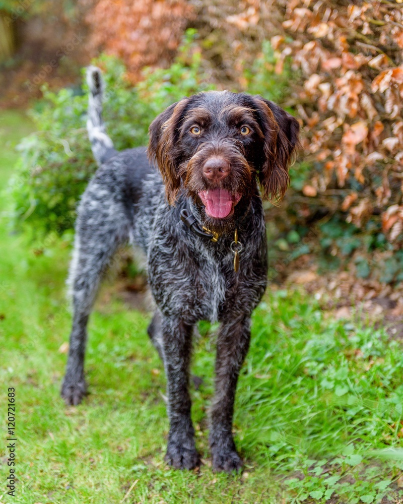 Purebred German wire-haired pointer