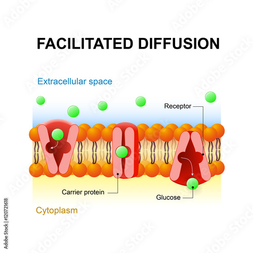 Facilitated diffusion or passive-mediated transport