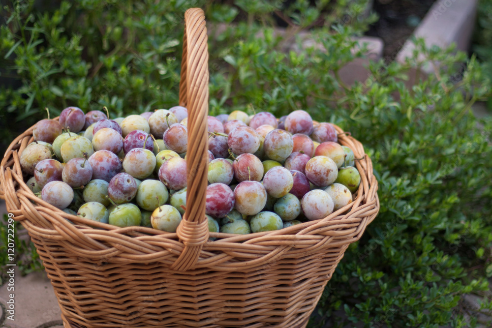 plum in a wicker basket in the garden plum in a wicker basket in the garden
