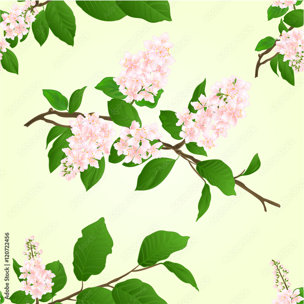 Obraz premium Seamless texture pink Lilac branch natural background vector illustration