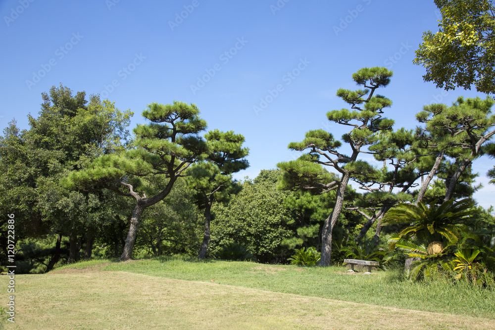 大浜公園の蘇鉄山