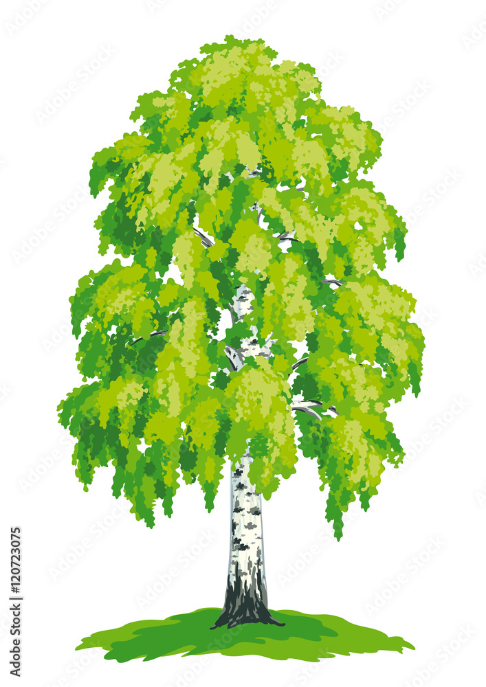 Vecteur Stock Birch Tree - Vector Drawing | Adobe Stock