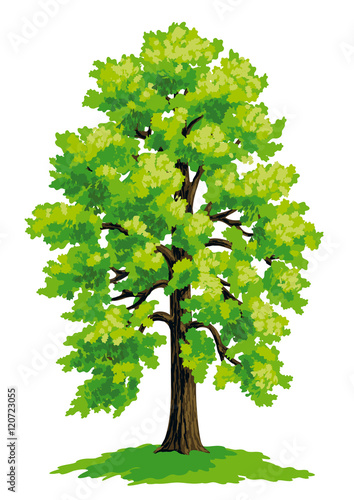 Linden tree - vector drawing
