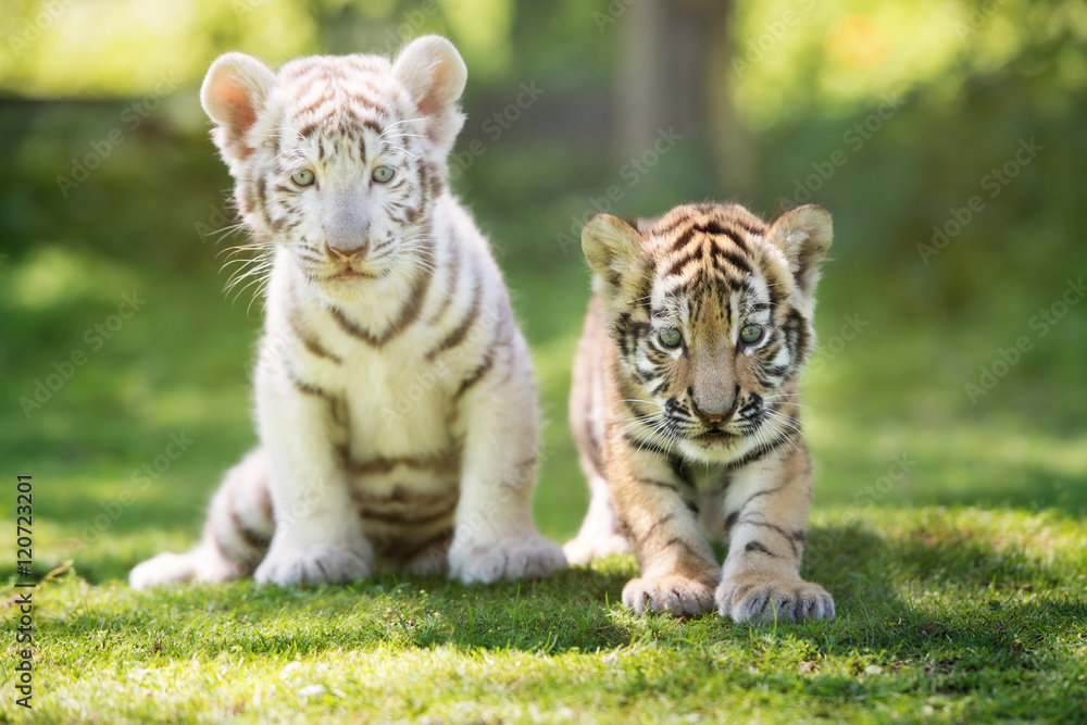 Fototapeta premium białe i czerwone młode tygrysy na zewnątrz