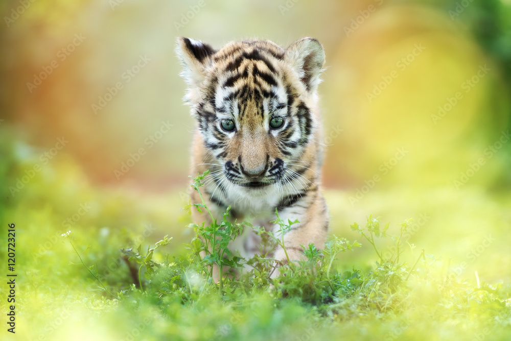Obraz premium urocze tygrysie cub chodzenie na zewnątrz