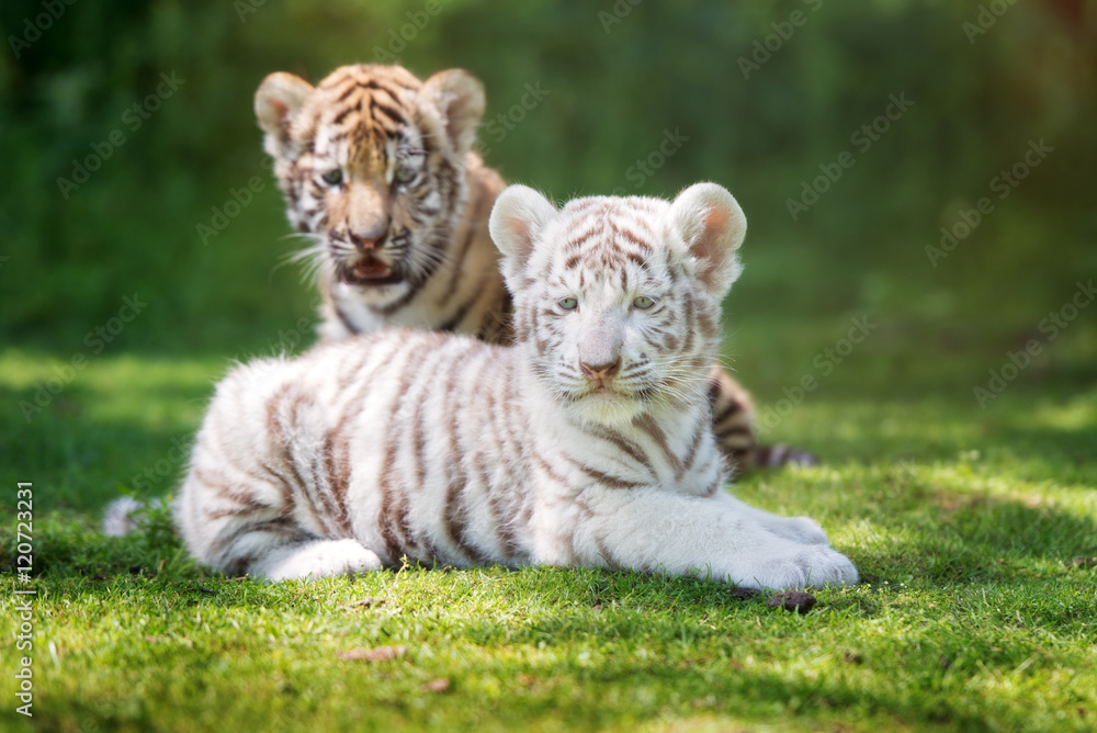 Naklejka premium dwa urocze młode tygrysy na zewnątrz