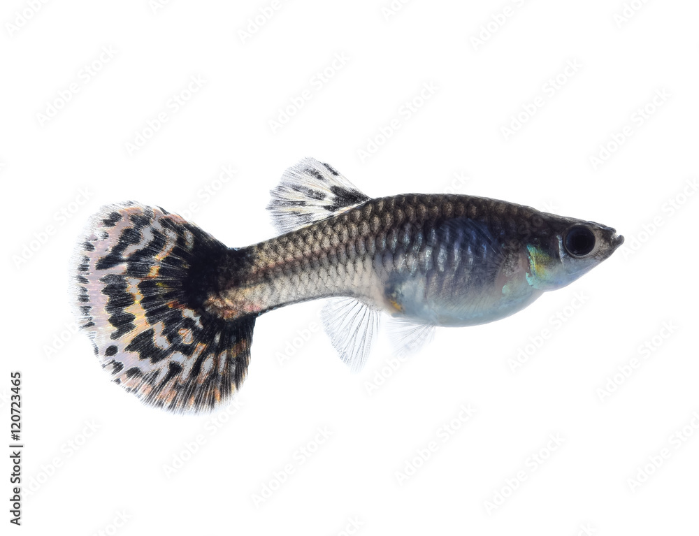 Fototapeta premium beautiful guppy on white background