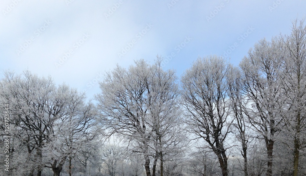 winter landscape with trees covered in snow winter landscape with trees covered in snow