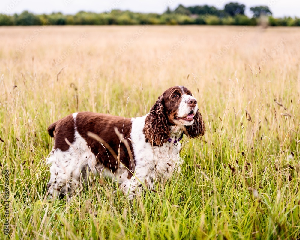Brown and White English Springer Spaniel Dog Brown and White English Springer Spaniel Dog