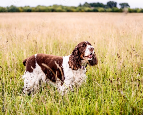 Brown and White English Springer Spaniel Dog