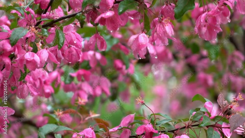 Natural frame in slow motion with blooming pink apple branch on the wind and falling drops on blur background. Closeup shallow dof shot. Spring scene with place for your text. Full HD.
Natural frame in slow motion with blooming pink apple branch on the wind and falling drops on blur background. Closeup shallow dof shot. Spring scene with place for your text. Full HD.