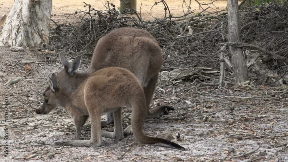 Mother and baby kangaroo eating and looking up in Cape Le Grand National Park Mother and baby kangaroo eating and looking up in Cape Le Grand National Park