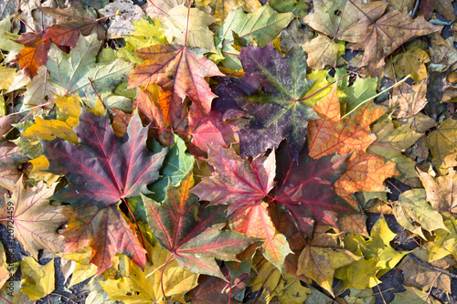 Background of colorful autumn  leaves .