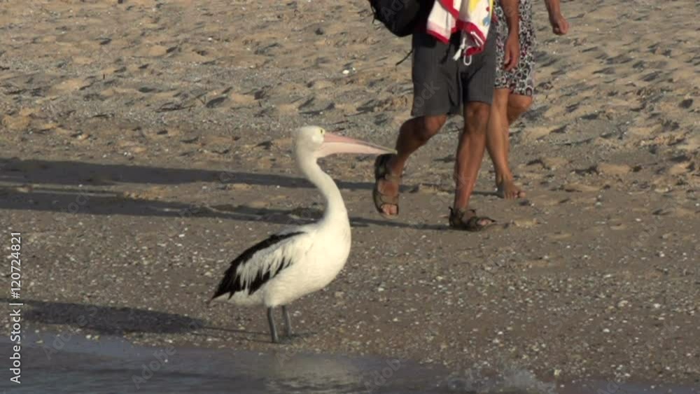 Pelican opens his mouth in slow motion when tourists passing by at the ...