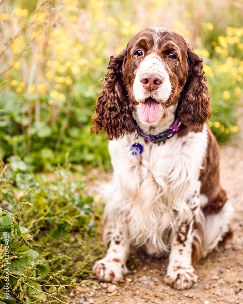 Brown and White English Springer Spaniel Dog