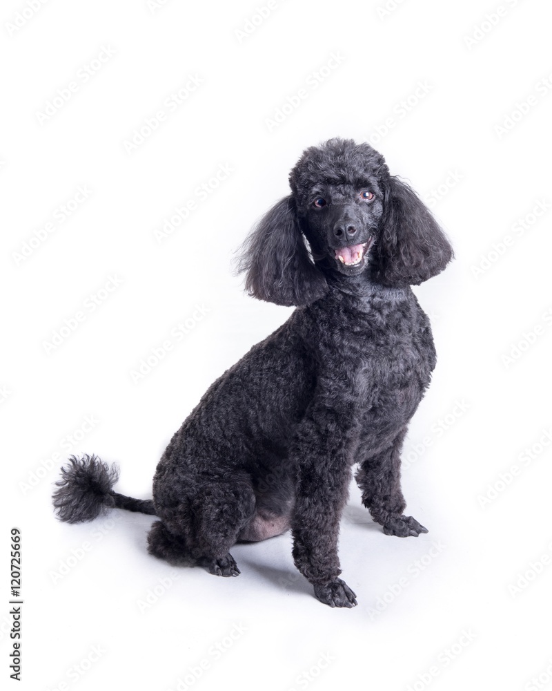 Dog on white background, taken in a studio. Dog on white background, taken in a studio.