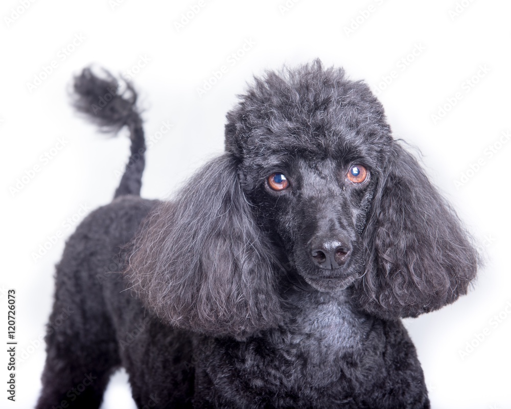 Dog on white background, taken in a studio. Dog on white background, taken in a studio.