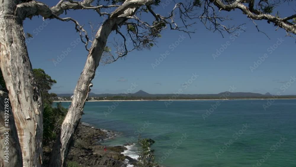 Tree View from the coastal walk noosa National Park, Queensland, Australia Tree View from the coastal walk noosa National Park, Queensland, Australia
