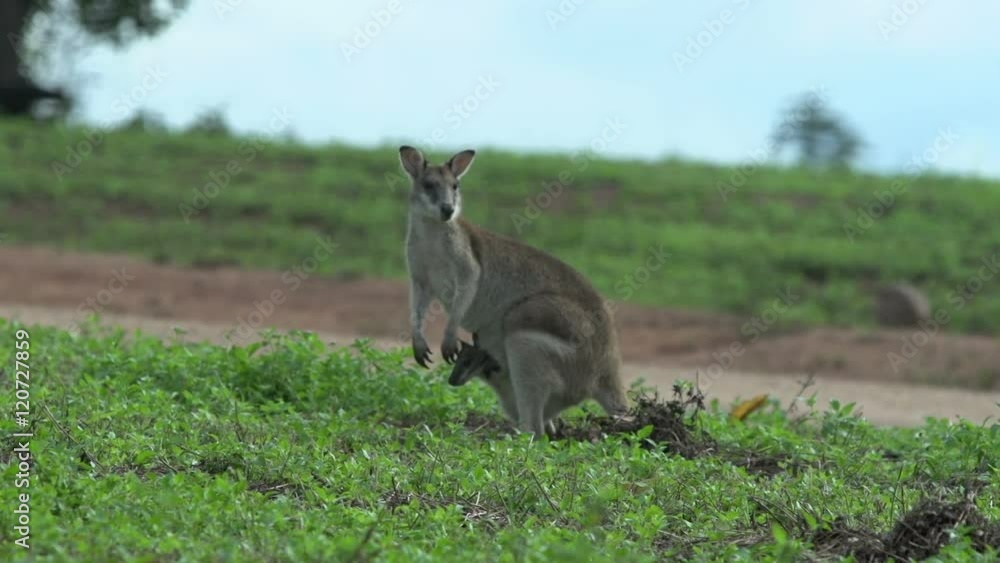 wallaby with baby in here pouch in Mission Beach Queensland, Australia. wallaby with baby in here pouch in Mission Beach Queensland, Australia.