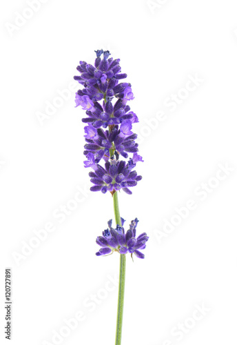 Fototapeta Naklejka Na Ścianę i Meble -  Lavender flowers isolated on white 