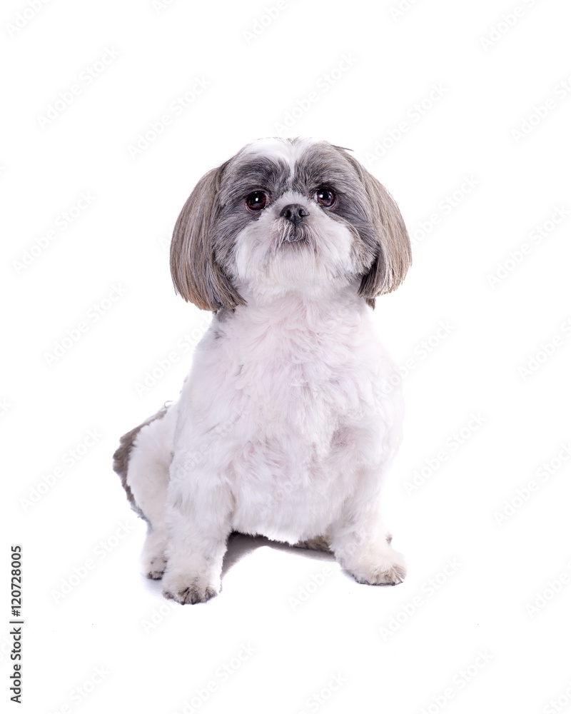 Dog on white background, taken in a studio. Dog on white background, taken in a studio.