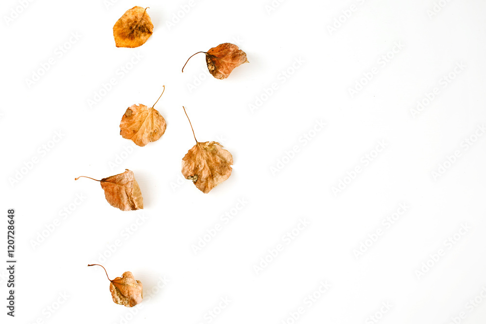 autumn fall leaves. flat lay, top view autumn fall leaves. flat lay, top view