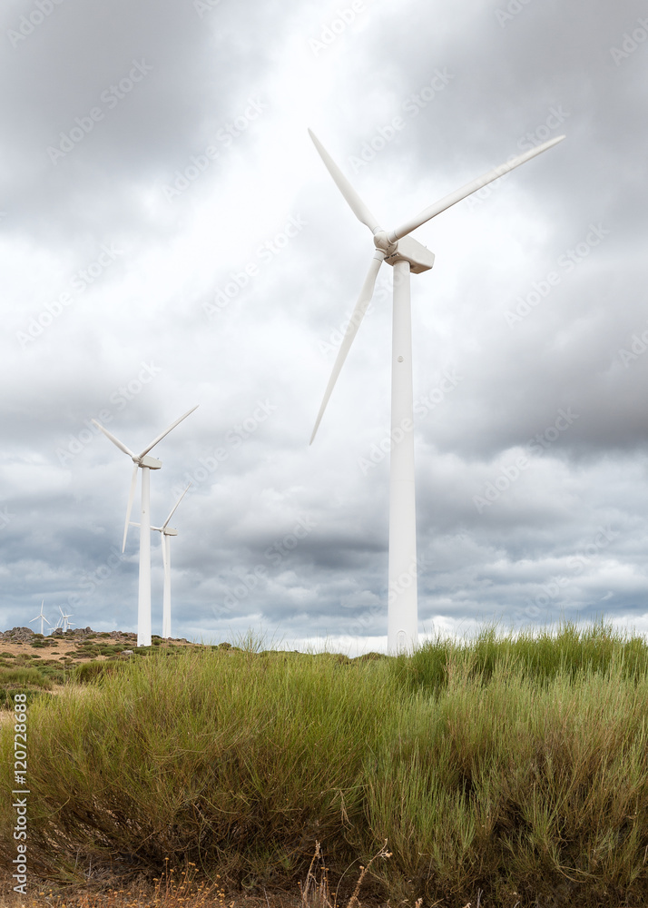 Fototapeta premium Molinos de Viento