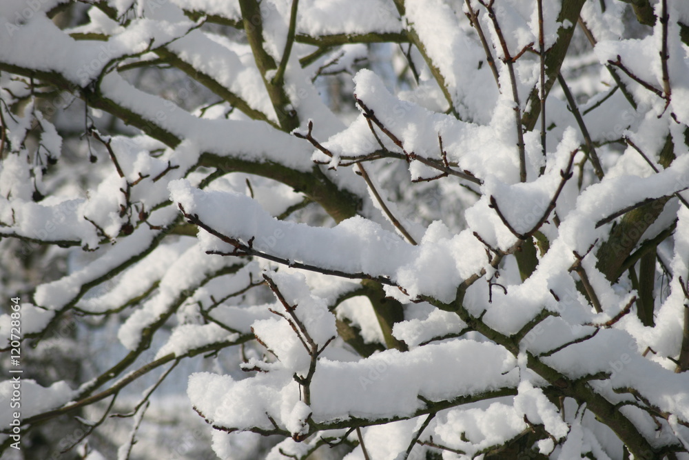 Schneebdeckte Zweige 