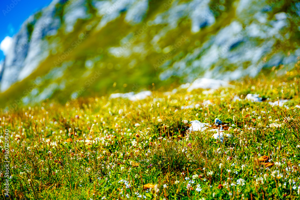 Mountain meadow and mountain flowers, blur background.