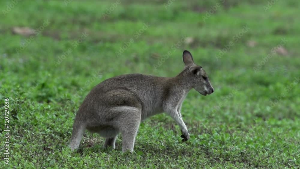 Wallaby jumping away in slow motion in Mission Beach Queensland, Australia. Wallaby jumping away in slow motion in Mission Beach Queensland, Australia.