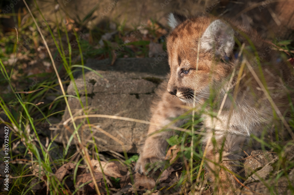 Fototapeta premium Samica Cougar Kitten (Puma concolor) wygląda na lewo w trawie